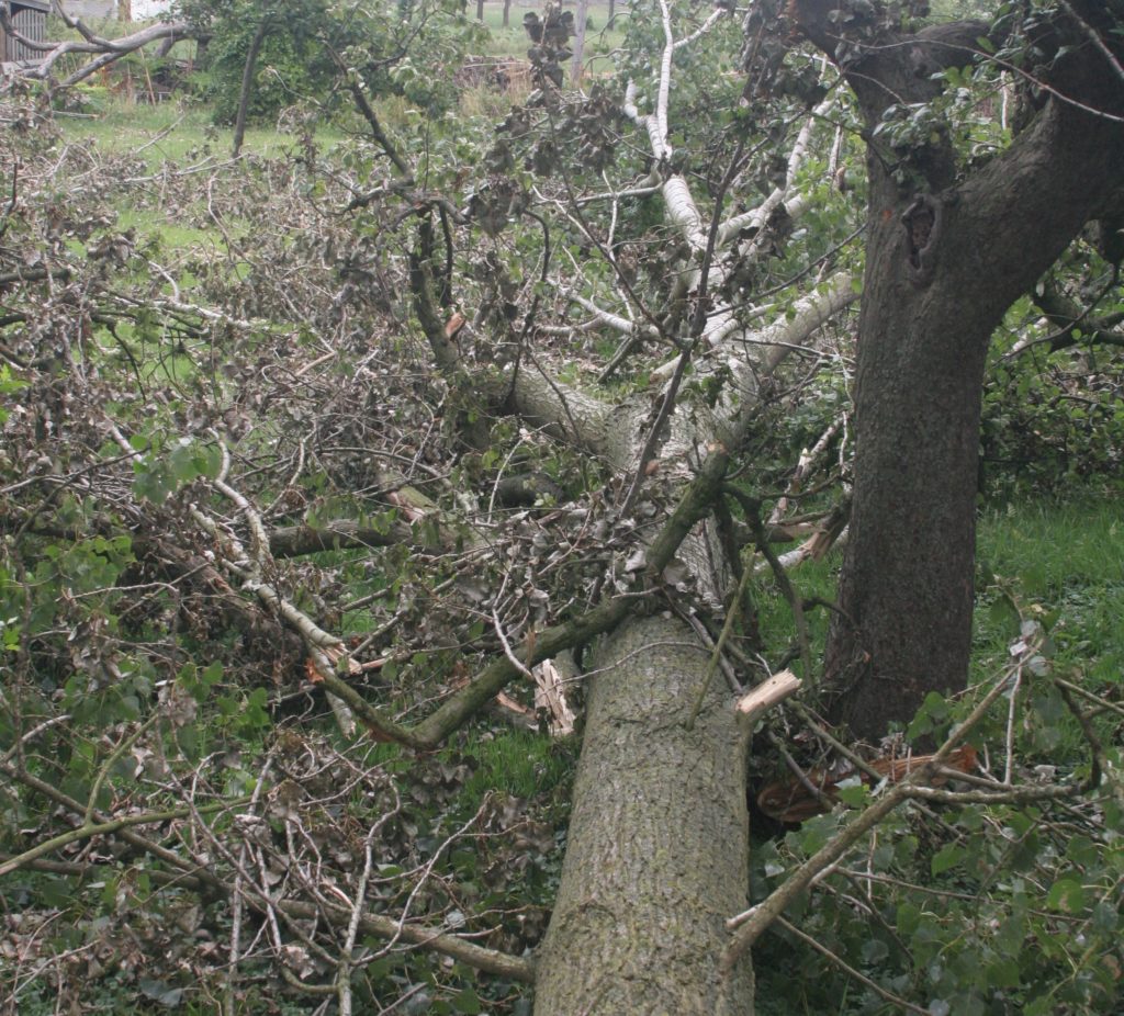Een door storm gevelde boom is vergelijkbaar met een door trauma opgelopen schade bij een mens. Dat vraagt om traumabehandeling waarmee jij jouw leven weer vorm kunt geven